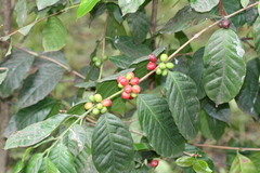 Coffea arabica